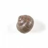 Seletti Hangers Snail Sleepy Coloured