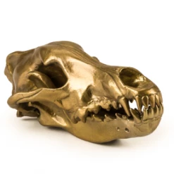 Seletti Wunderkrammer Wolf Skull